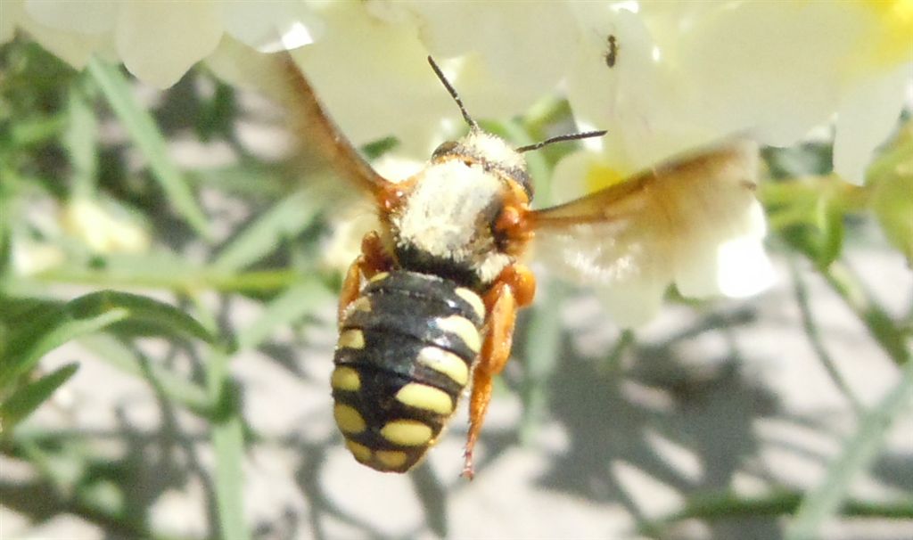 Rhodanthidium septemdentatum?